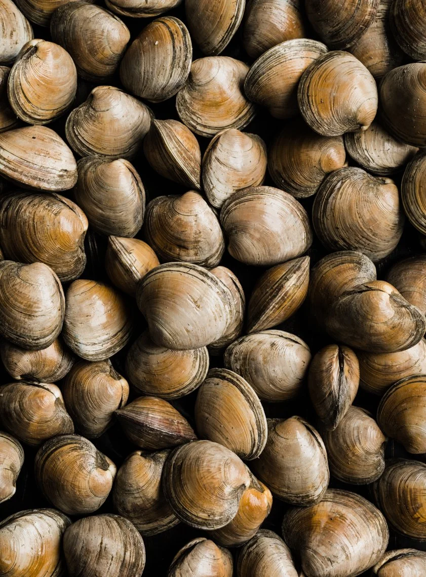 Close-up of numerous seashells with brown and beige hues, some with dark streaks, piled together.