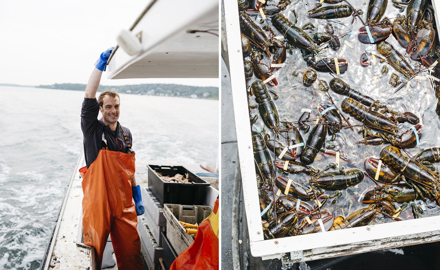 A man on a boat smiling and holding onto the boat's canopy, with fishing equipment and a black crate nearby. The second part of the image shows a close-up of a container filled with live lobsters with metal bands on their claws.