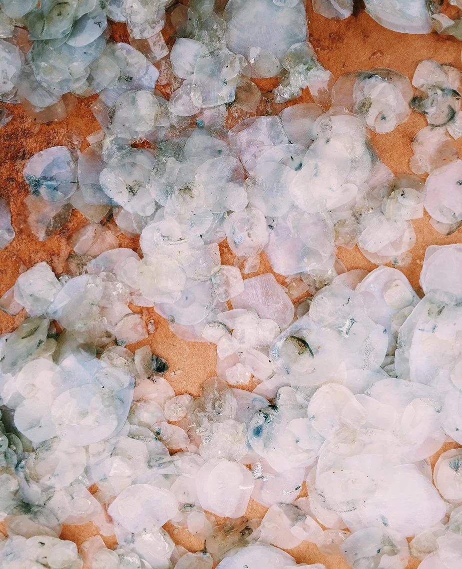 A close-up view of numerous translucent seashells scattered on a sandy surface.