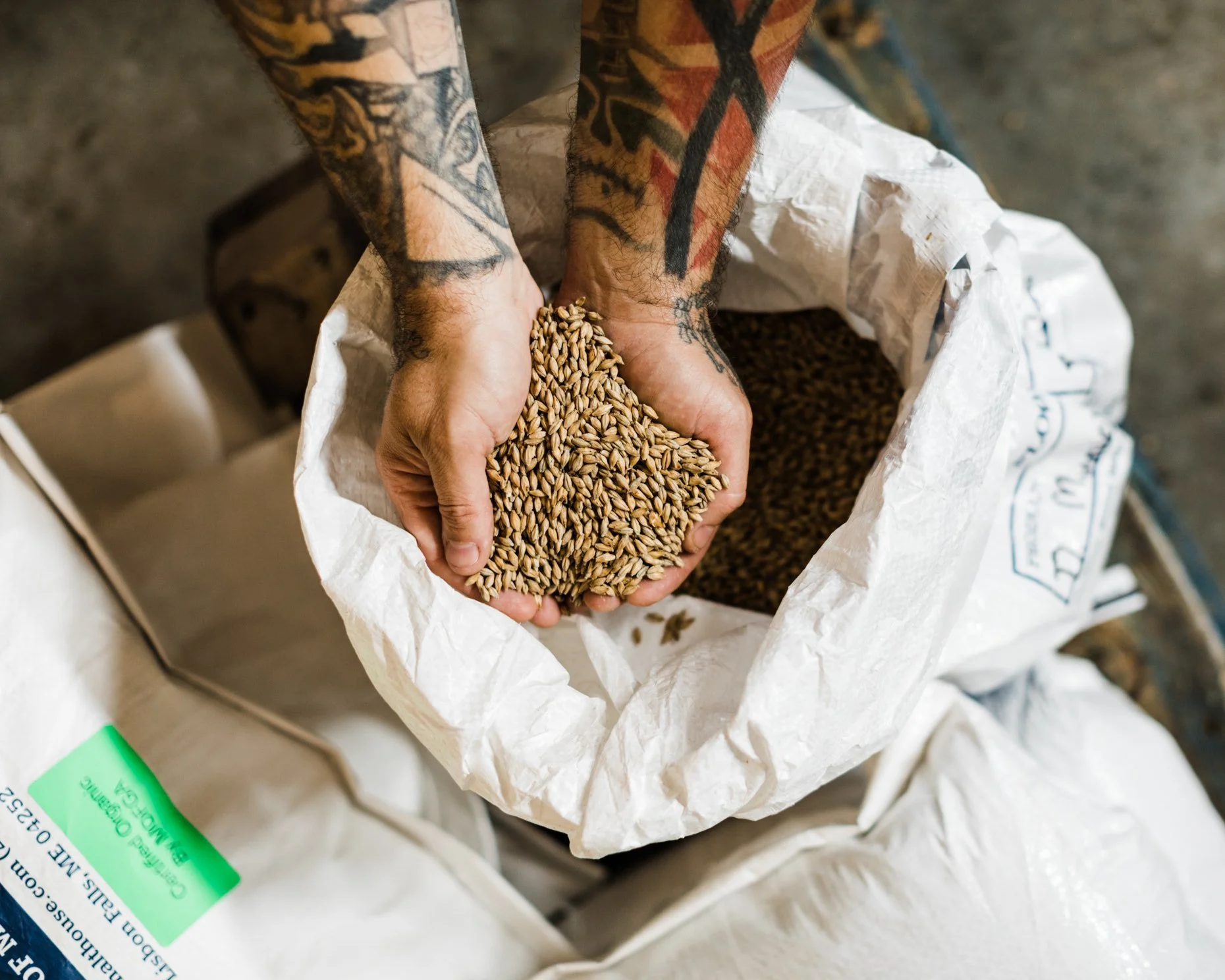 Person holding a handful of wheat over an open bag filled with wheat grains.