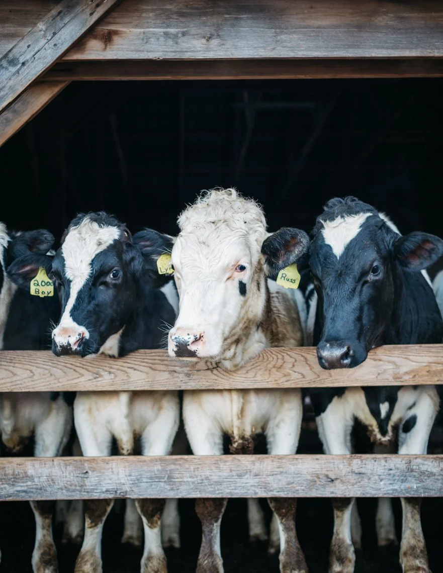 Three calves leaning over a wooden fence in a barn. Two calves are black and white, and one is all white. The calves have ear tags with names and are looking toward the camera.