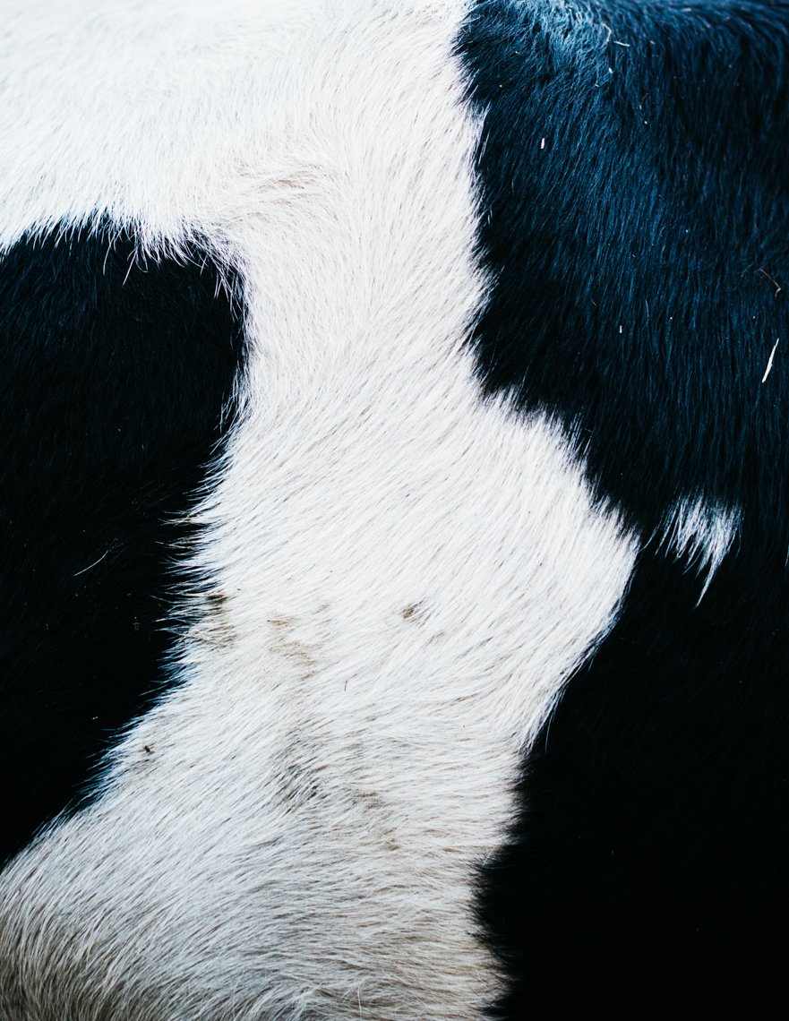 Close-up of a cow's black and white patterned fur