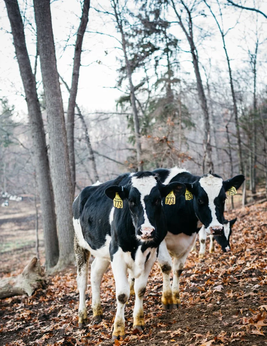Three black and white Holstein calves standing on leaf-covered ground in a wooded area during winter.