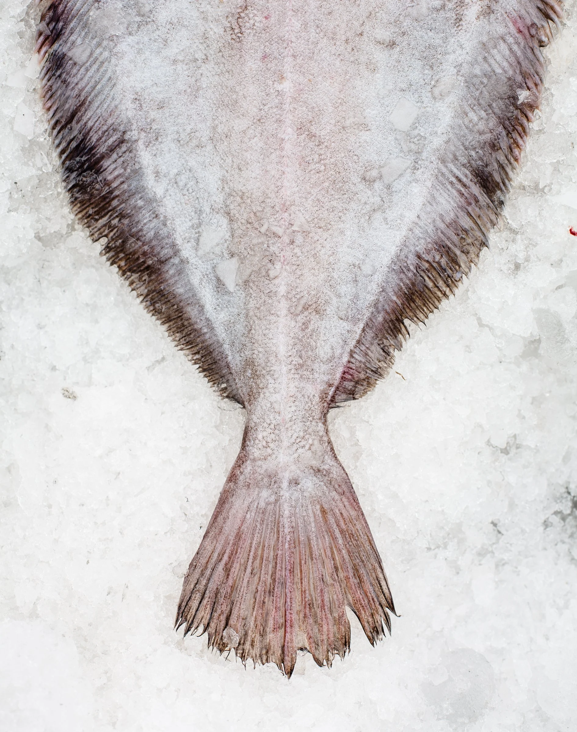 Founder-Fish-Tail.jpg