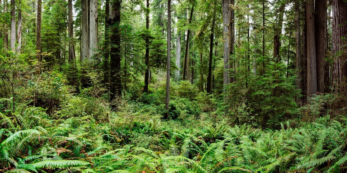 Dense green forest with tall trees and lush ferns in the foreground.