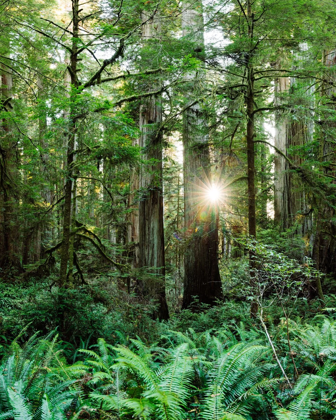 Sunlight filtering through tall redwood trees in a lush green forest with ferns on the forest floor.