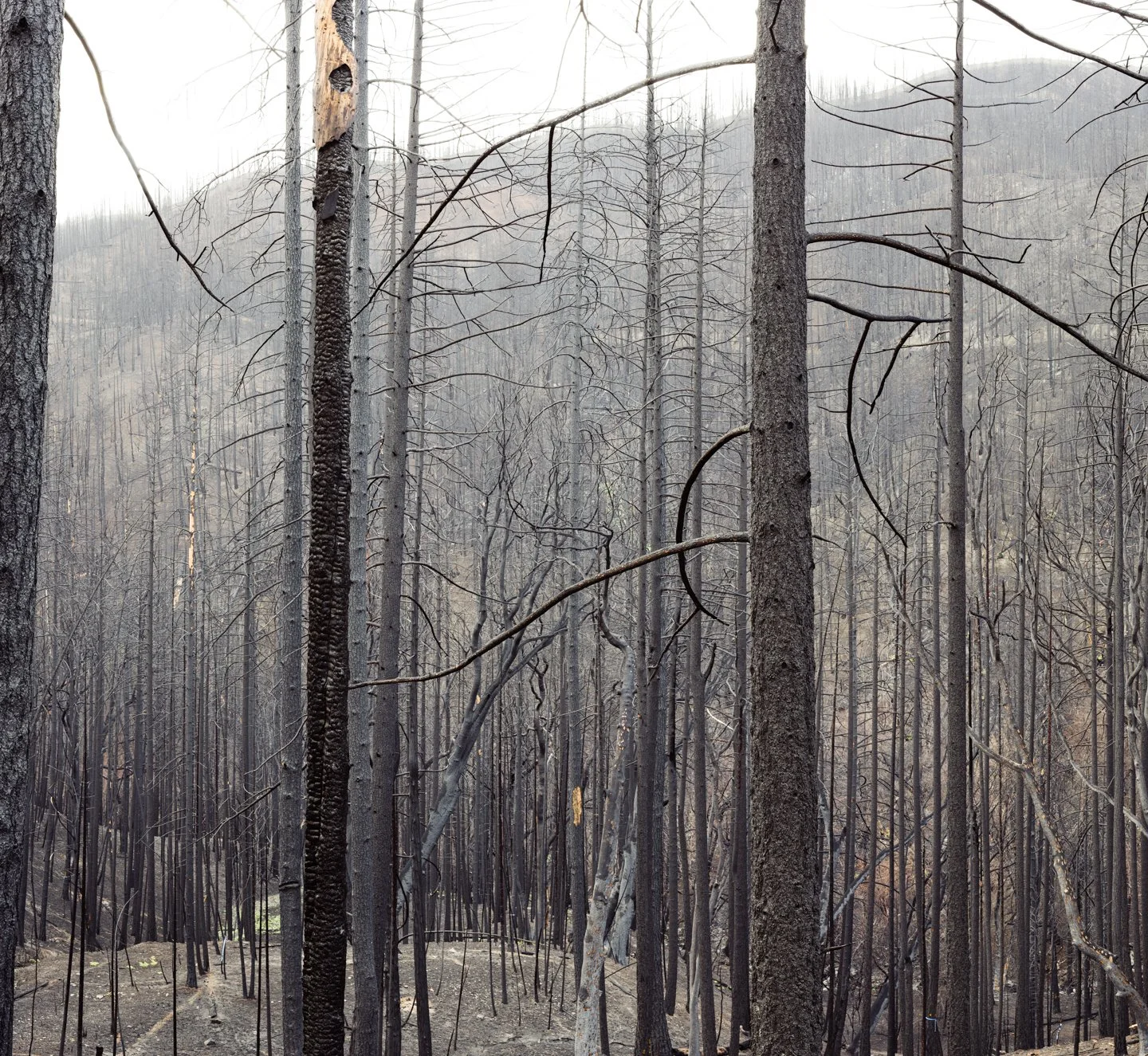A forested area after a wildfire with blackened tree trunks and bare branches.