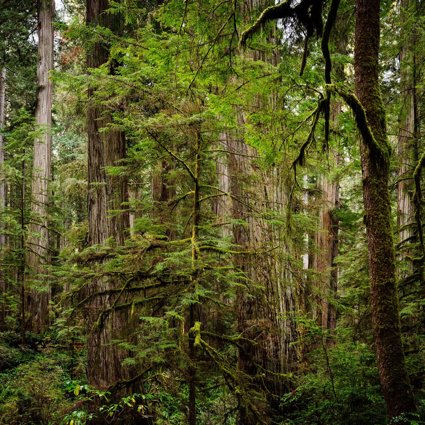 Dense forest with tall redwood trees, green moss on branches and trunks, and lush undergrowth.