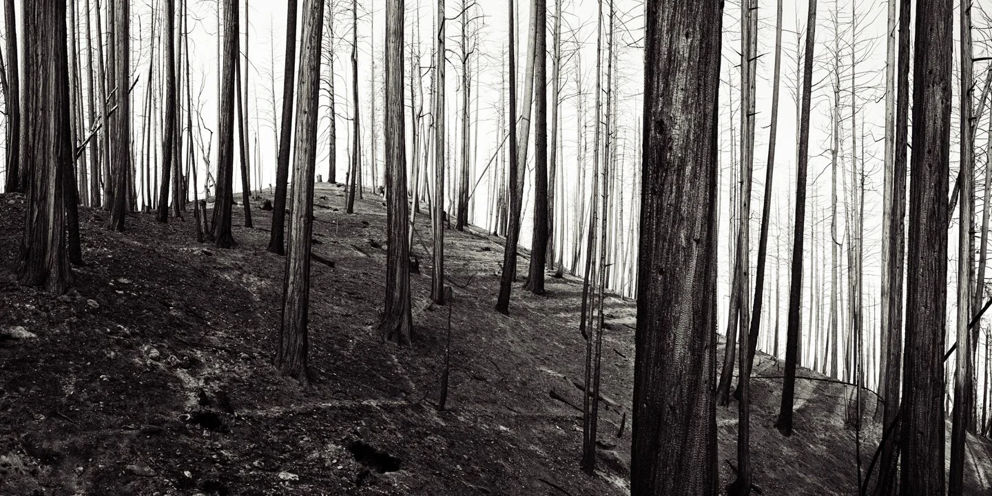 A forest of tall, thin trees with burned and charred trunks, on a sloped terrain, with a hazy, bright background.