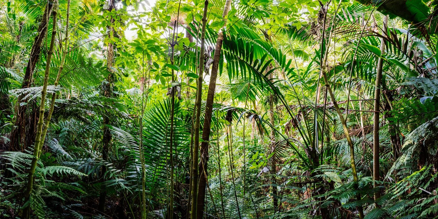 Dense tropical rainforest with various green plants and trees.