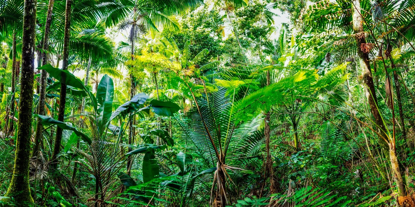 Dense tropical rainforest with tall trees and lush green foliage.
