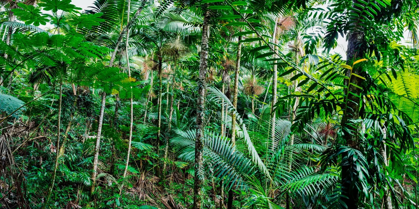 Dense tropical rainforest with various green plants, trees, and large leaves.