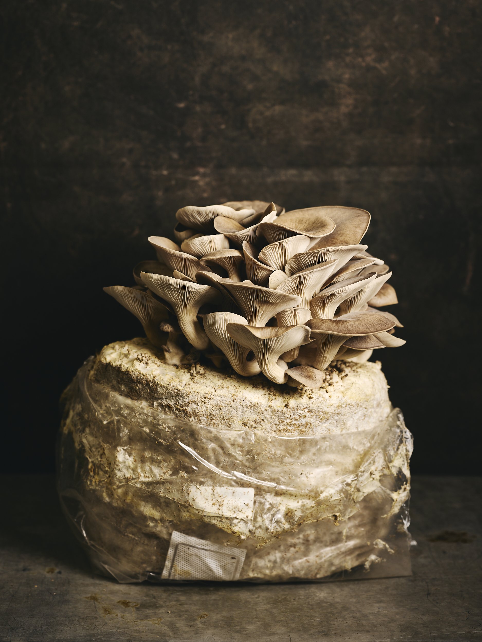 Oyster Mushrooms.jpg
