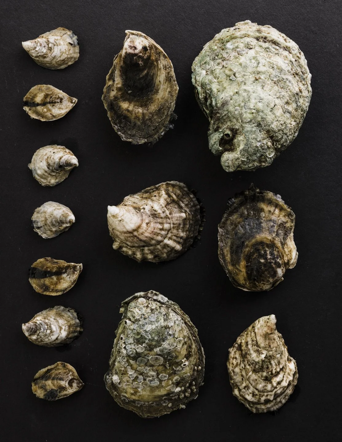 Collection of various sized oysters on a black background.