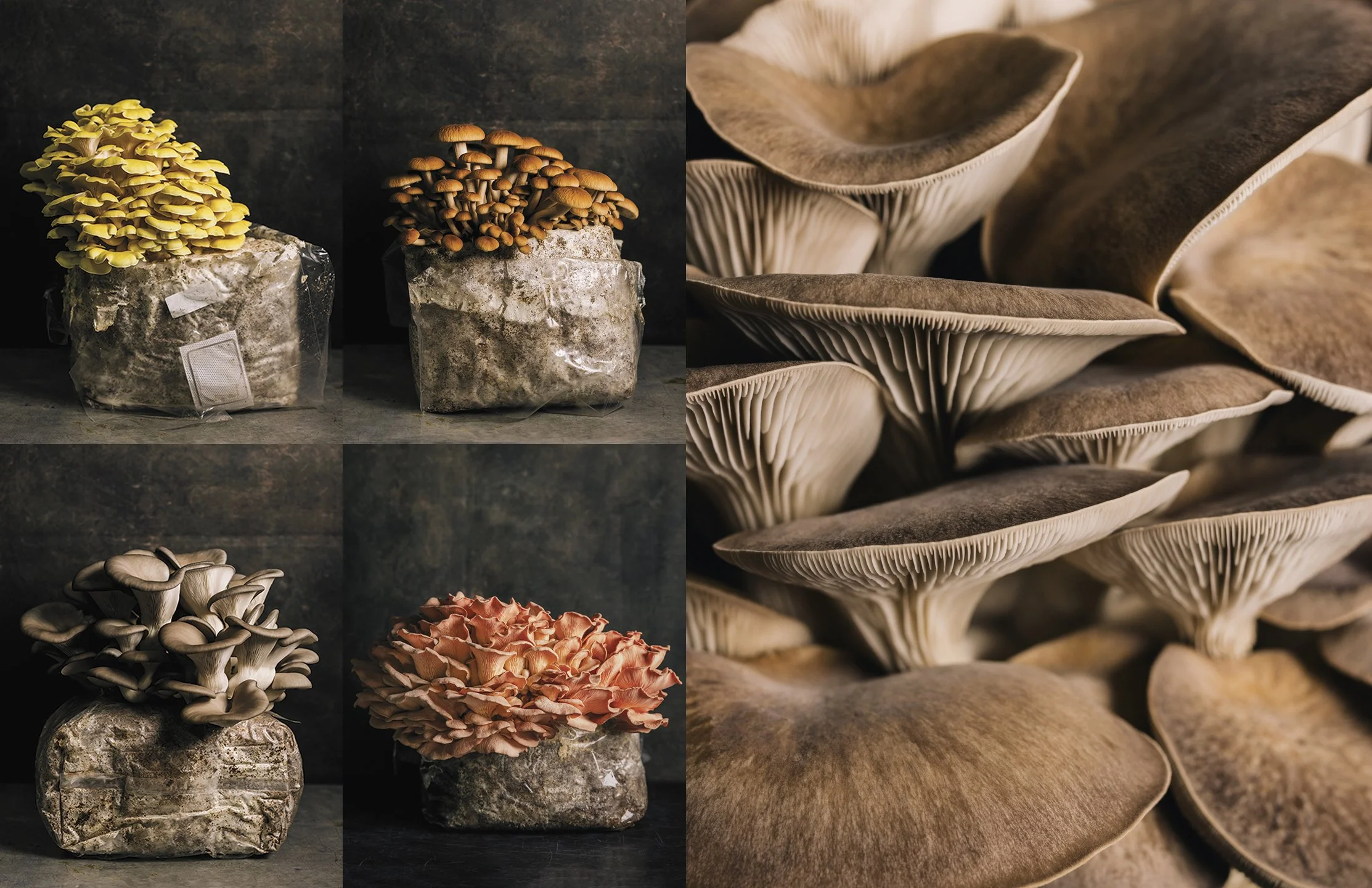 Various types of mushrooms arranged on rocks with a close-up of mushroom gills in the background.