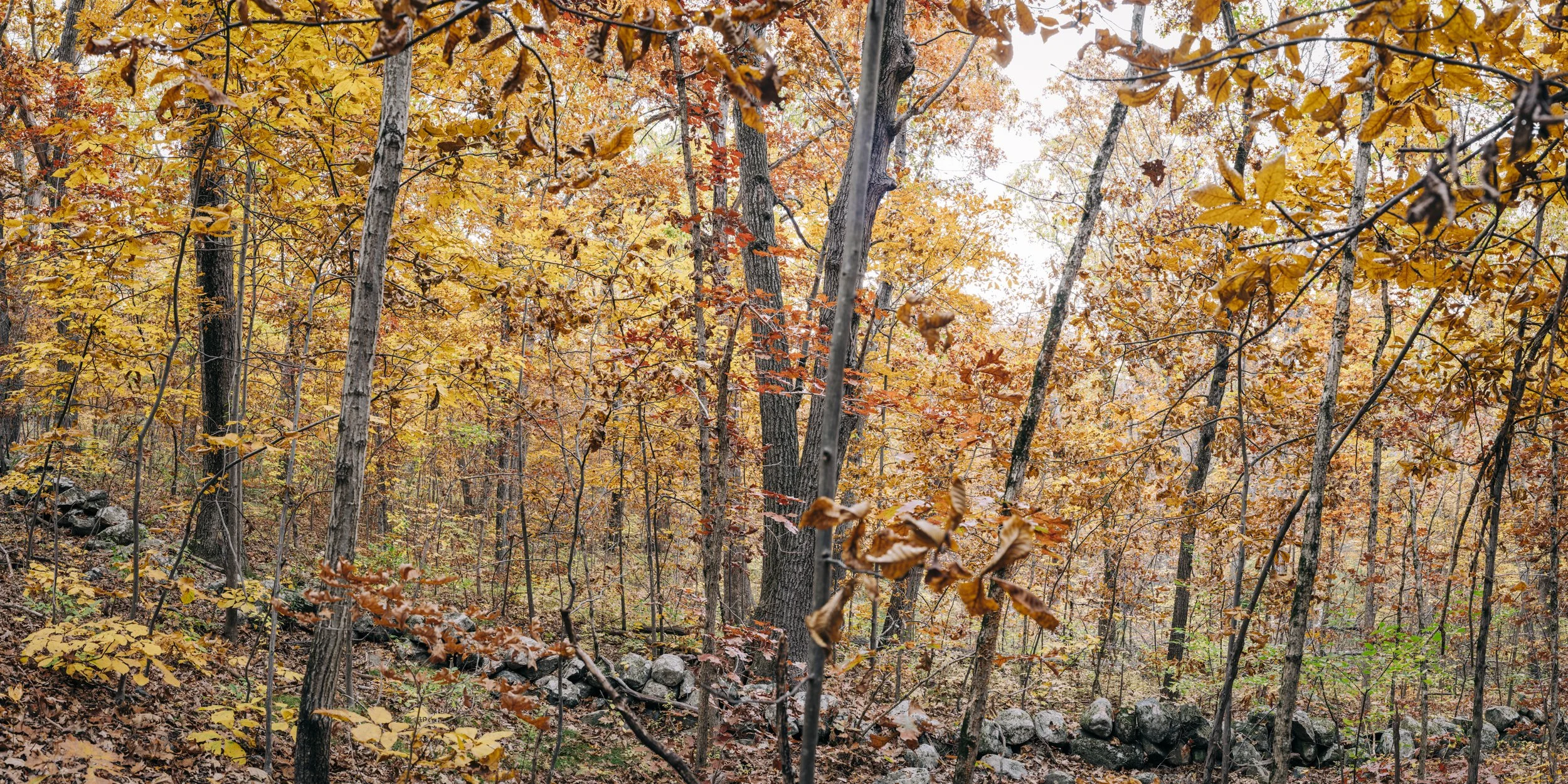 Autumn scene in a forest with trees displaying orange, yellow, and brown leaves, and a low stone wall running through the forest floor.