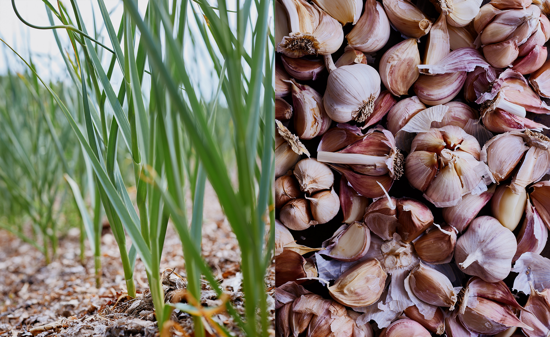 A split image showing garlic plants on the left and a pile of garlic cloves on the right.