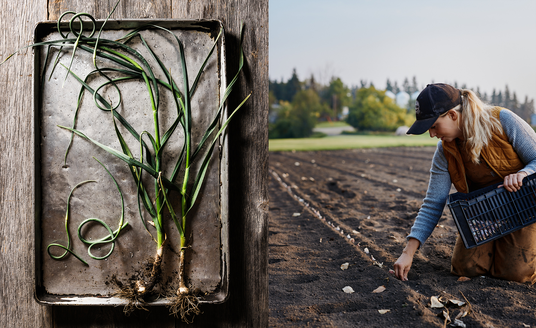 A close-up of a tray with garlic plants and roots growing, placed on a wooden surface, next to a woman planting garlic cloves in a garden bed outdoors.