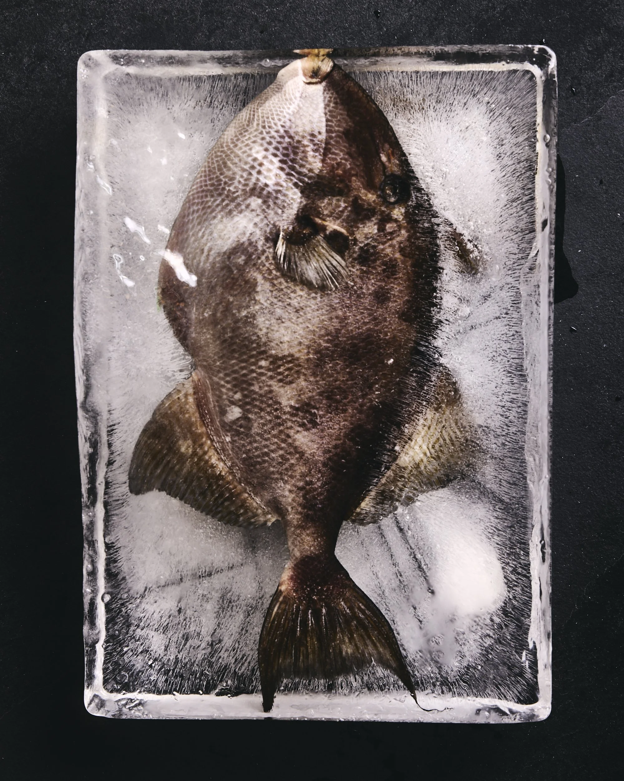 Frozen Trigger Fish.jpg