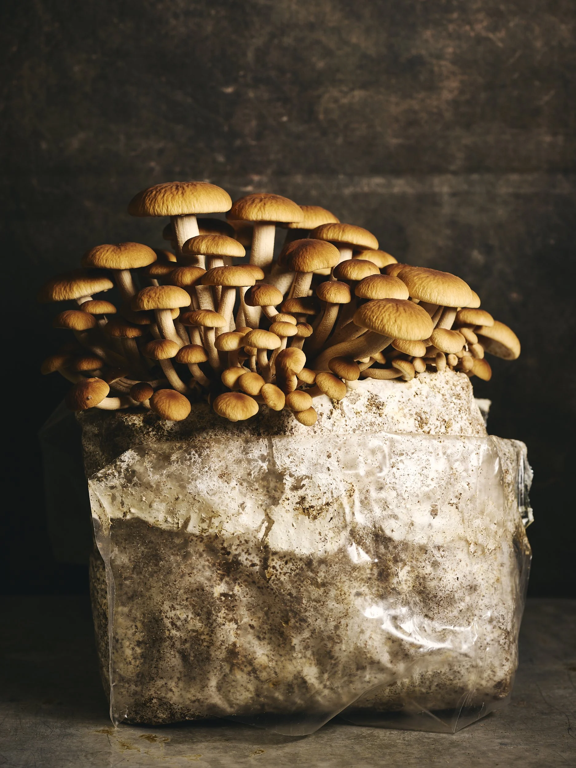 Mushrooms.jpg