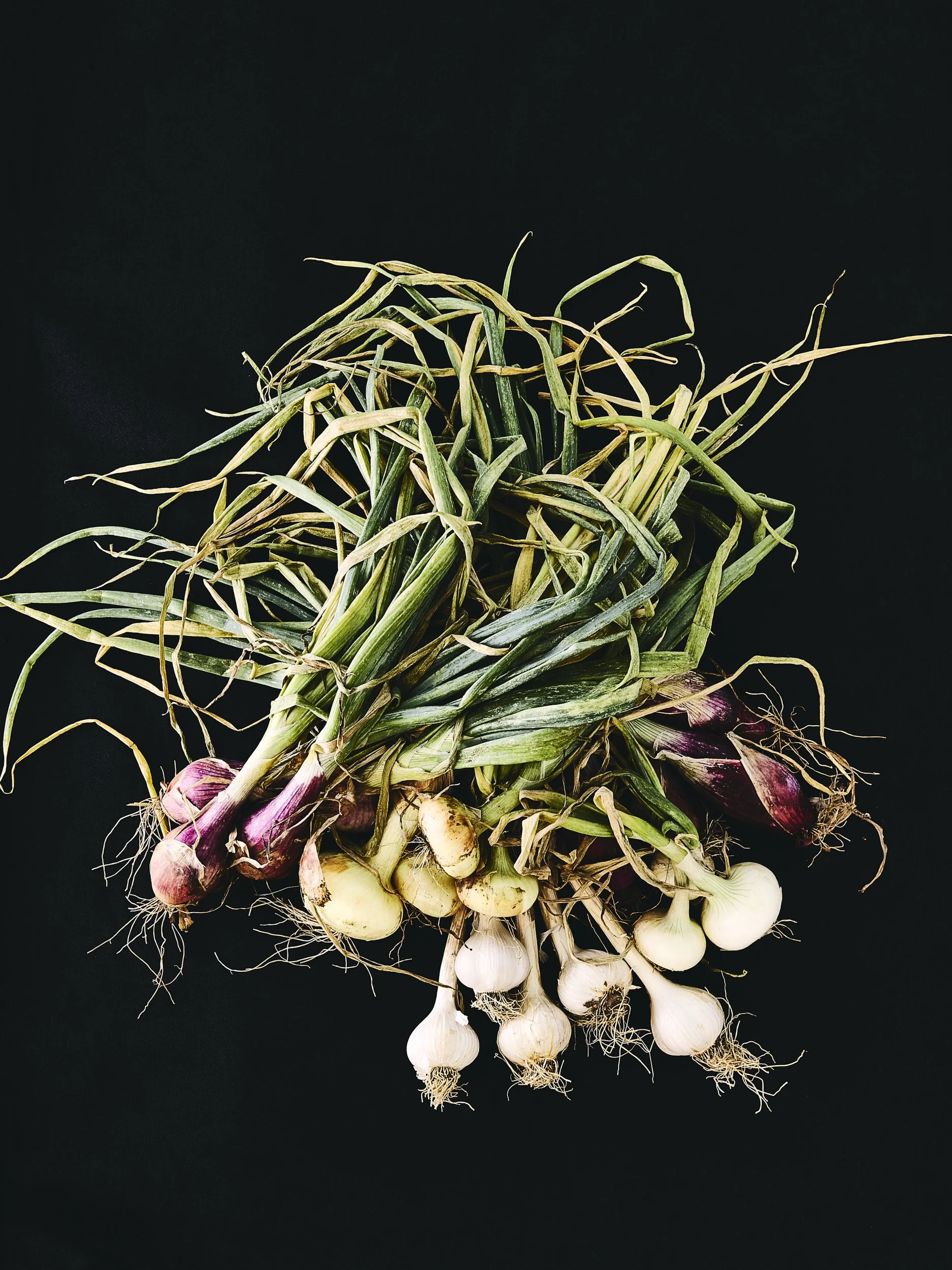 Mass of Onions Still life.jpg