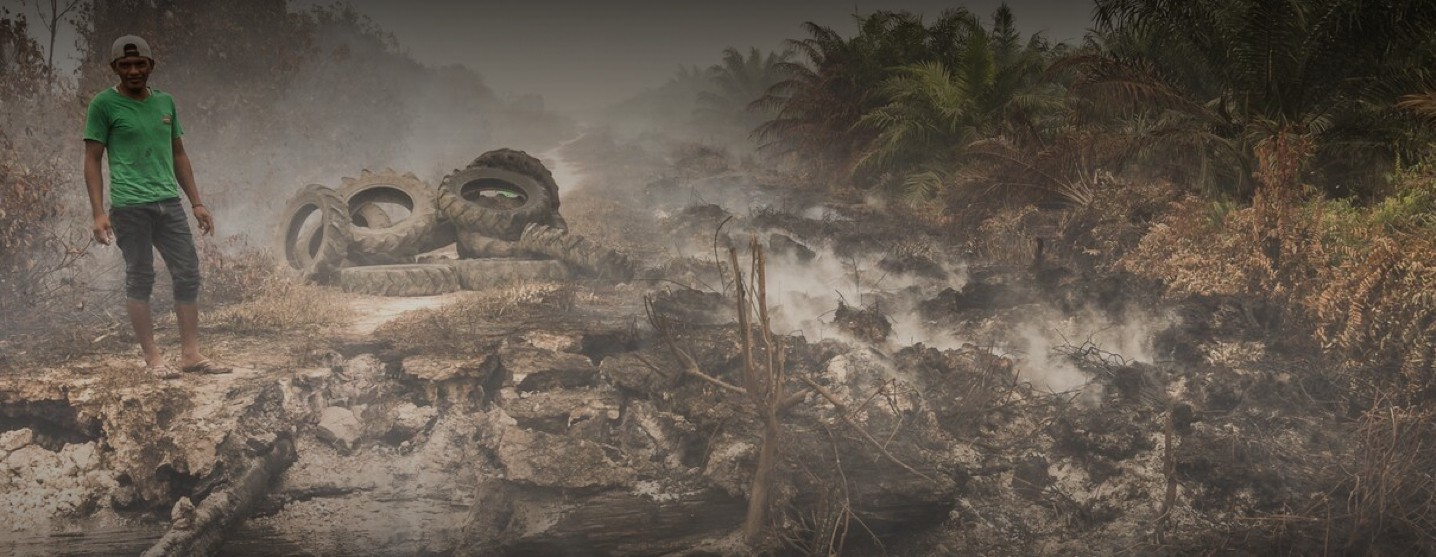 Clearcutting for palm oil production is devastating rainforests around the world