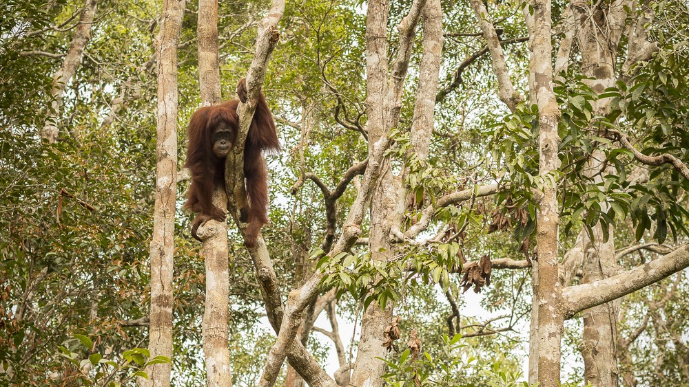 Deforestation driven by palm oil production is threatening endangered animals like orangutans. Photo credit: Friends of the Earth