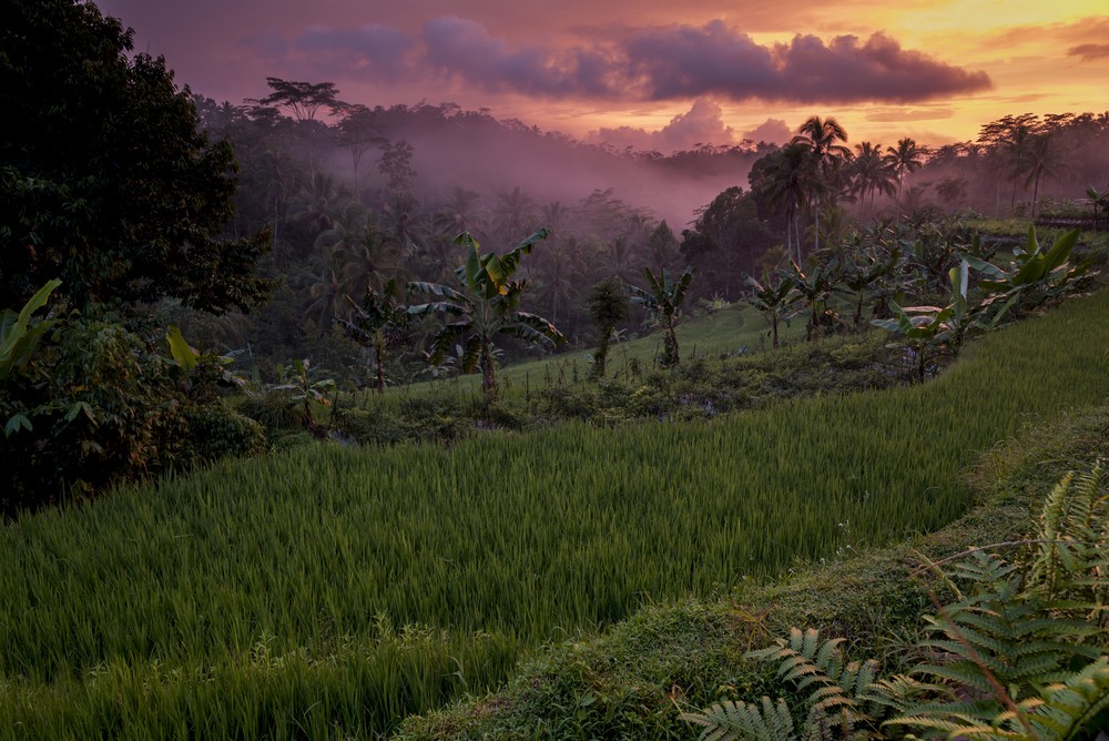 You can use the power of your finances to protect forests. Photo credit: Friends of the Earth