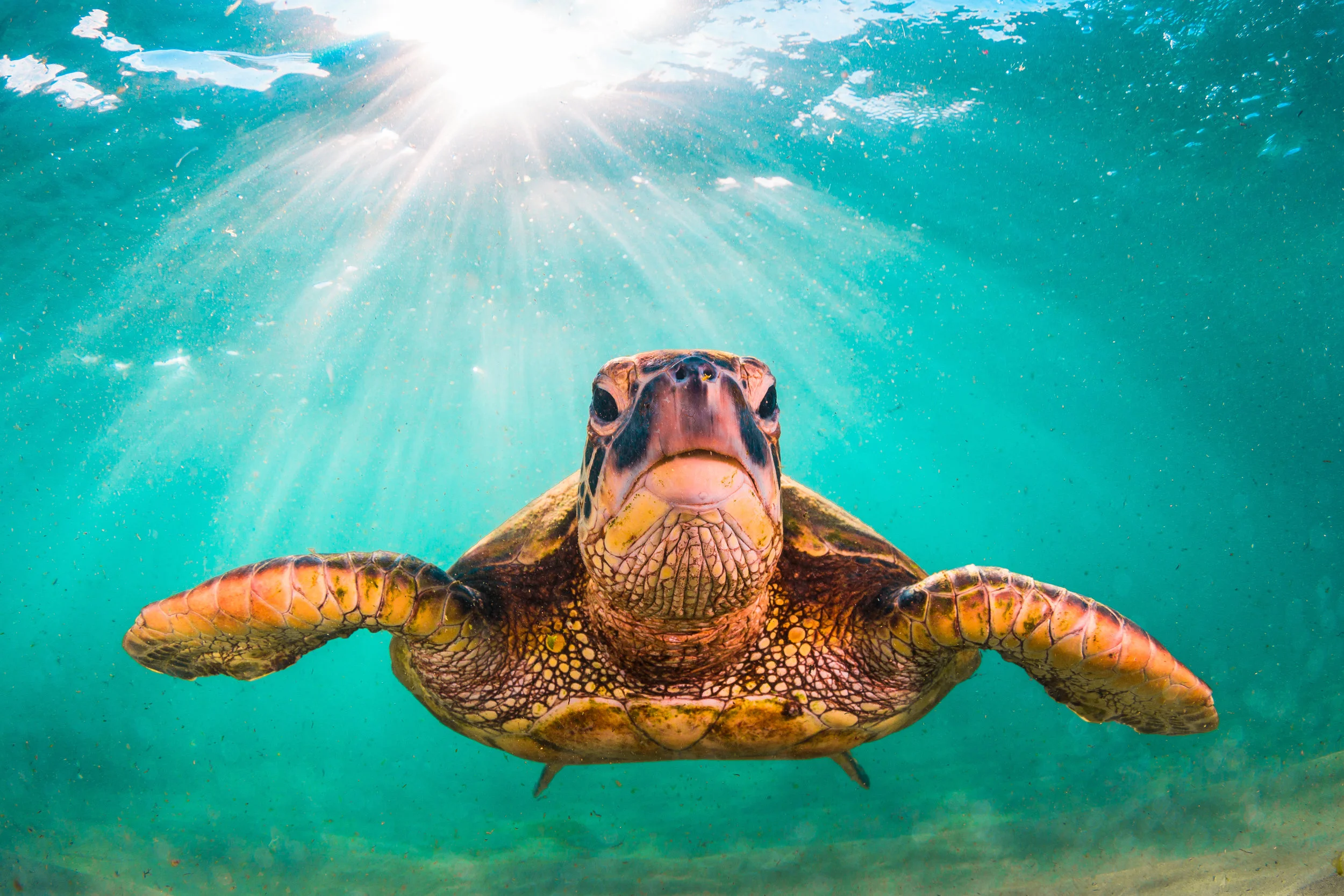 No Blue, No Green: A story of the sea turtle in our present day oceans