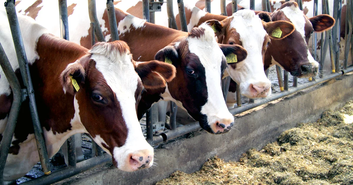 McDonald’s Announces Policy to Eliminate Overuse of Antibiotics in Beef 