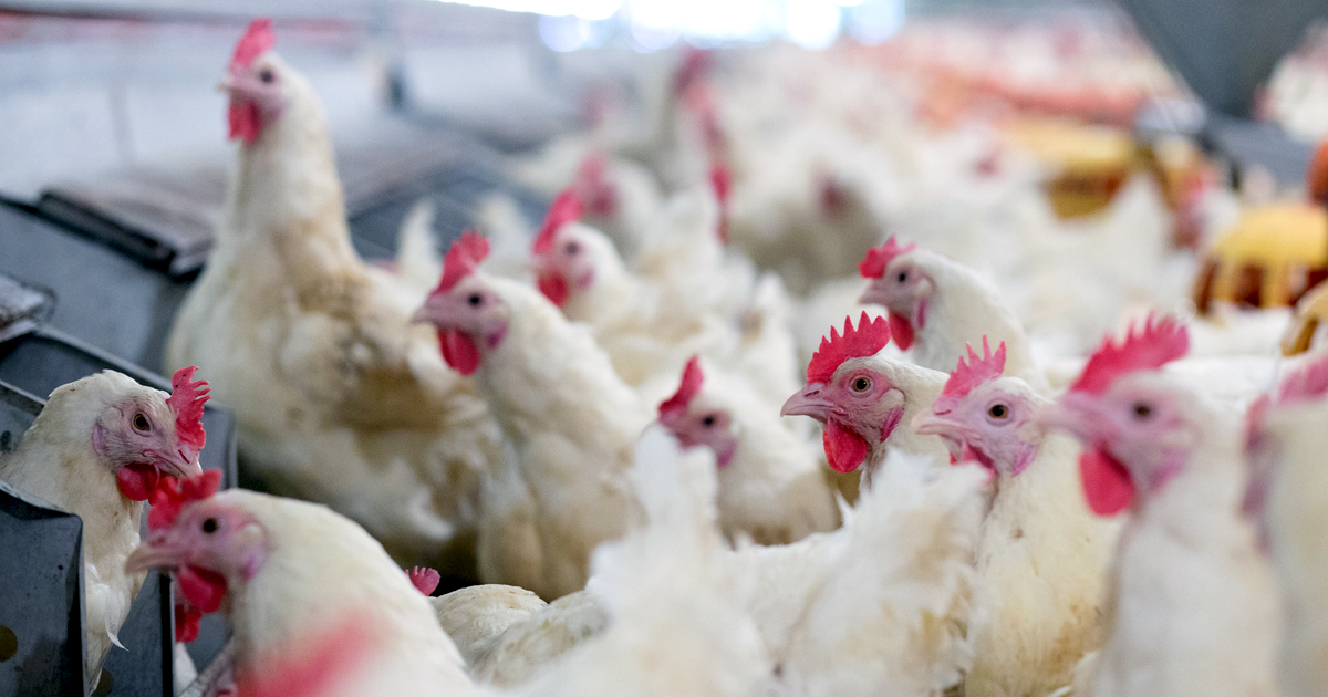 Progress Made on Overuse of Antibiotics in Chicken Industry, More Work Needed