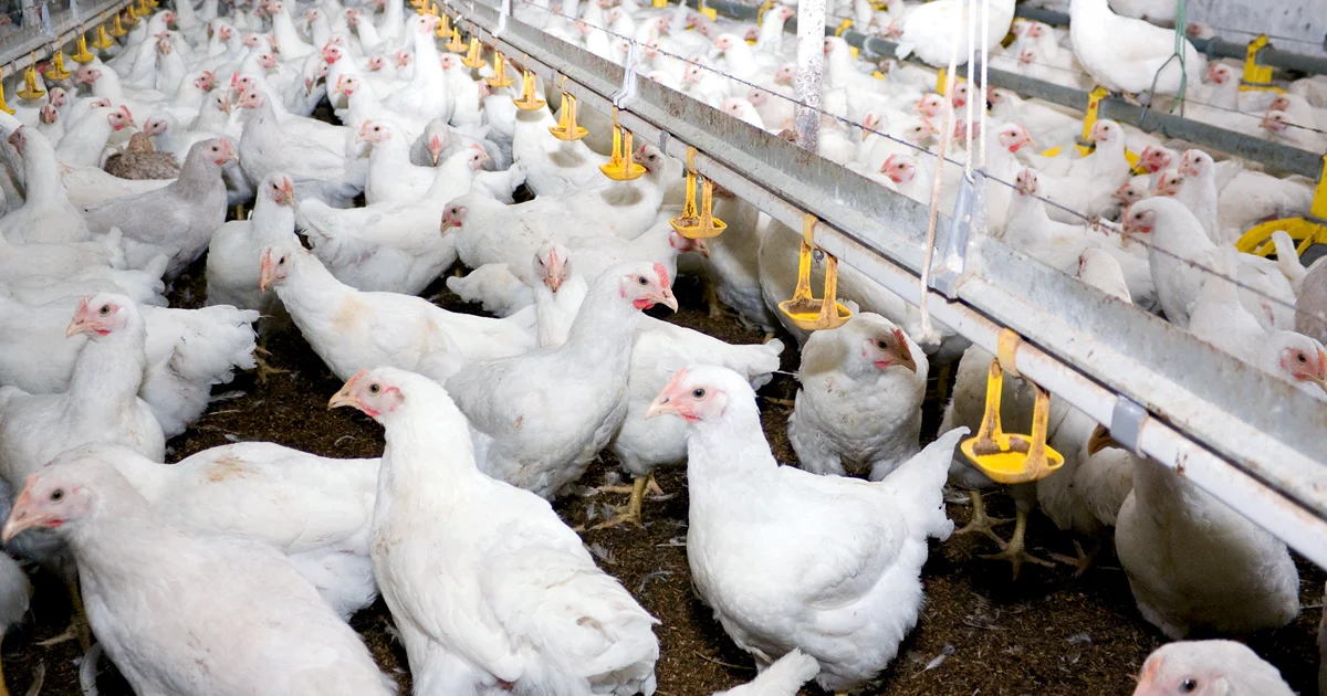 Denny’s Among First in Restaurant Chains to Commit to Reducing Antibiotics in Chicken
