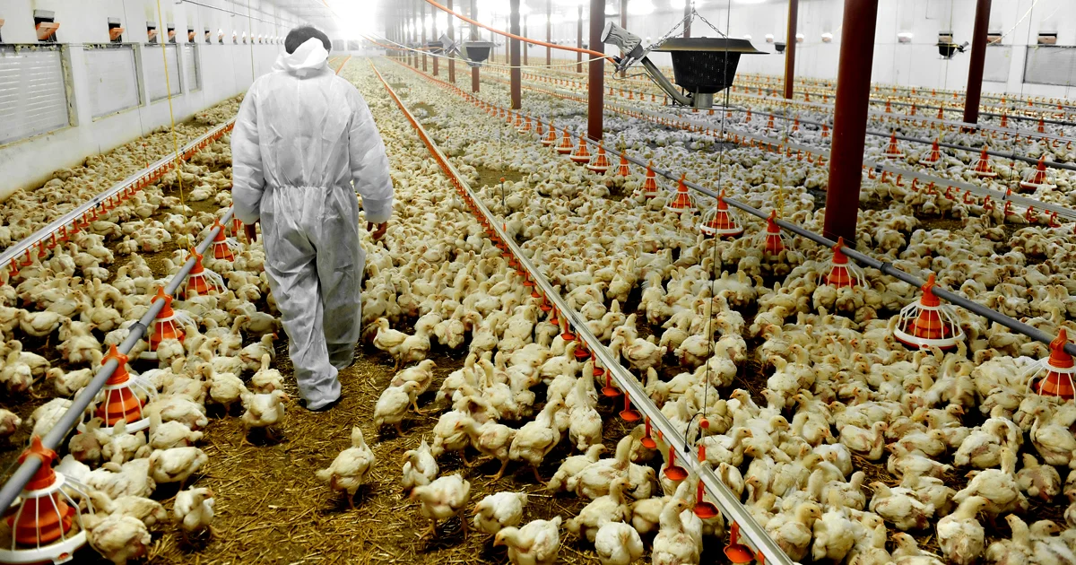 Chili’s and Maggiano’s Commit to Reducing Antibiotics in Chicken