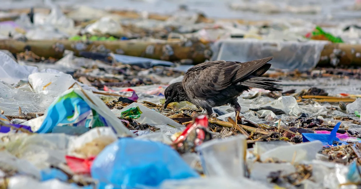 33% of YUM! Brands and 22% of Restaurant Brands International Support As You Sow Proposals on Plastic Pollution 