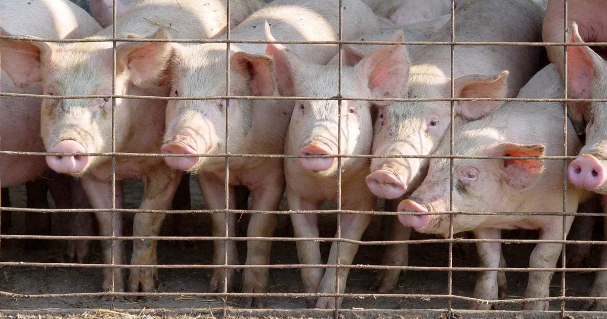 Denny’s Joins Companies Reducing Antibiotics in Chicken. Beef and Pork Need to Catch Up.