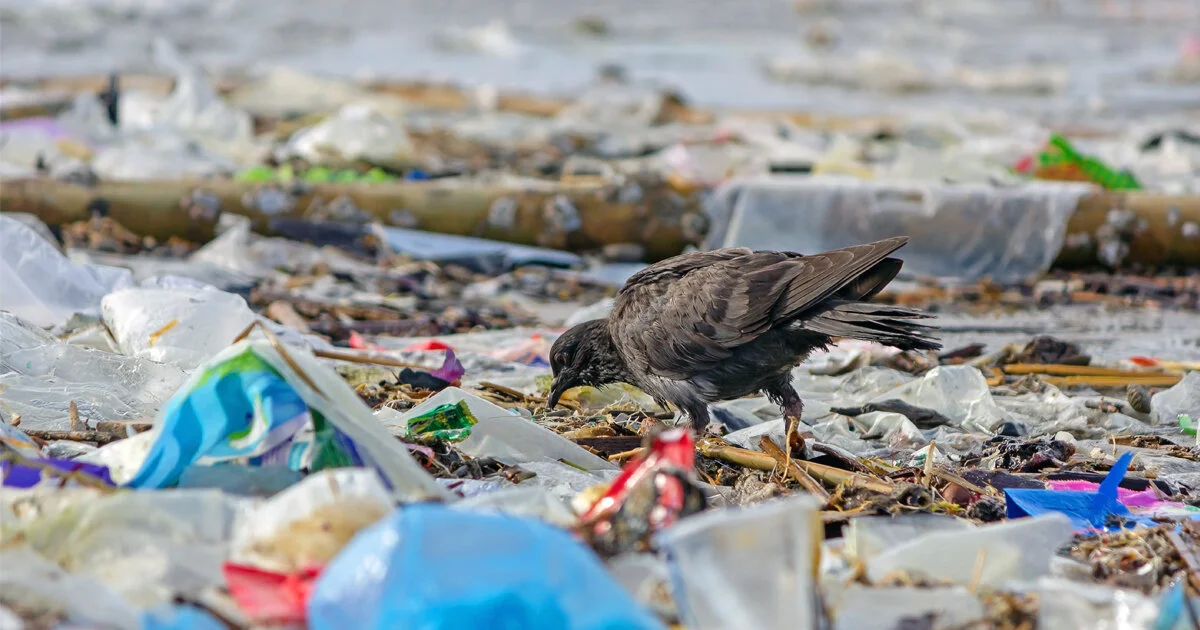 Mondelez International, PepsiCo Agree to Cut Use of Virgin Plastic, After dialogue with As You Sow