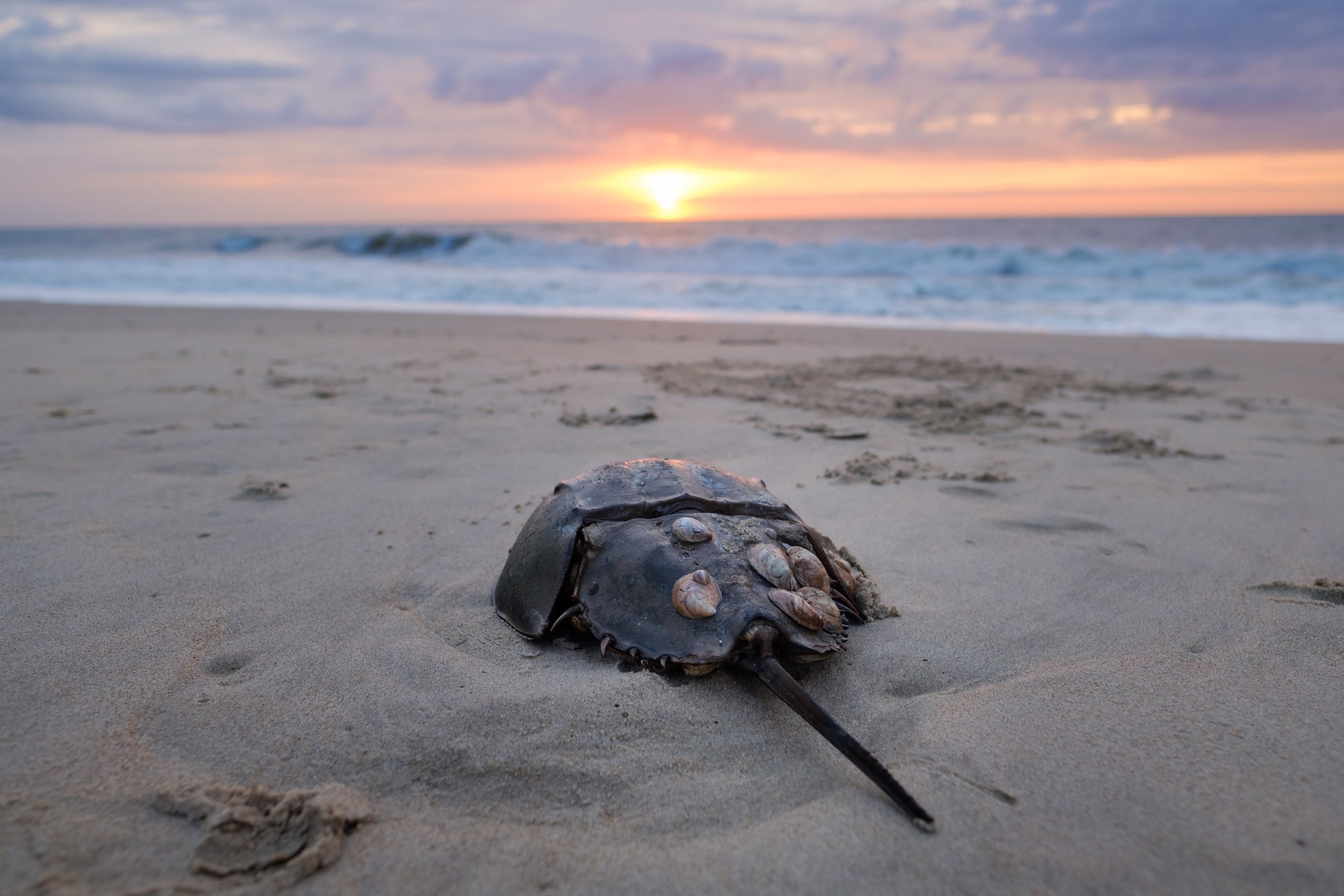 Horseshoe crabs survived five mass extinctions. Can they survive the pharmaceutical industry?
