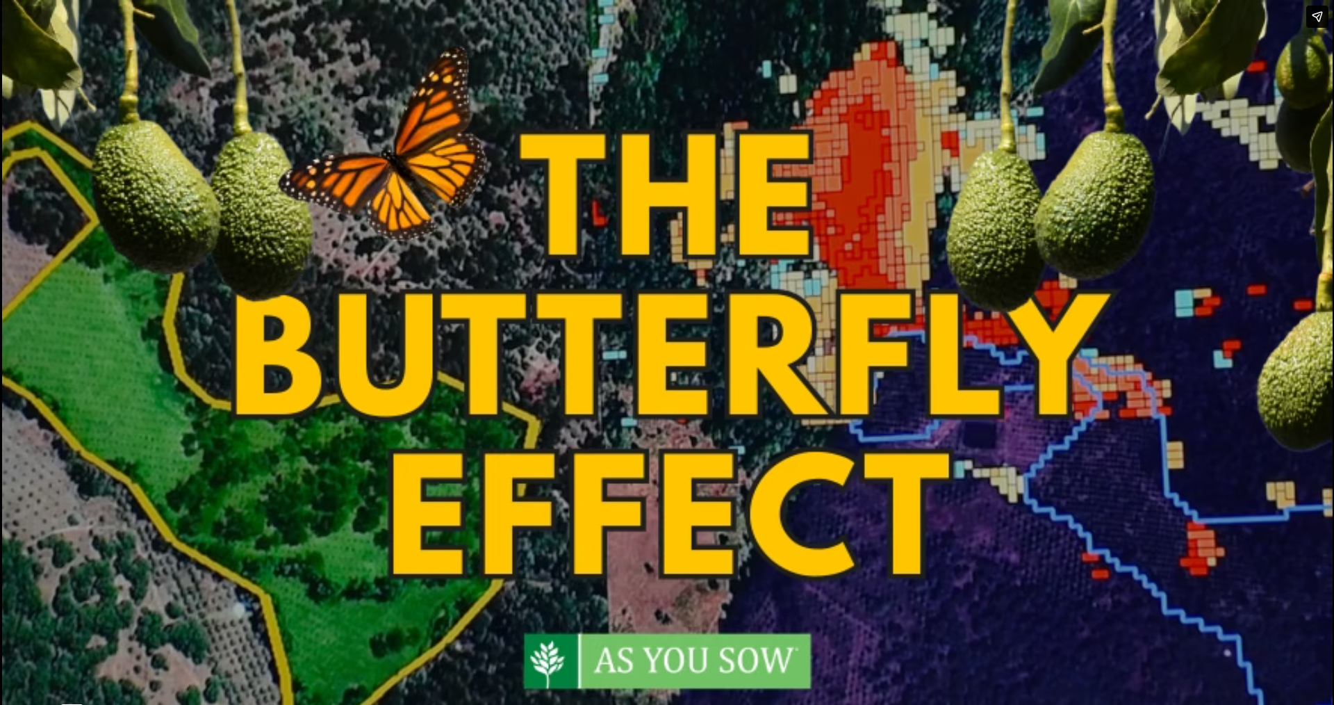 The Butterfly Effect
