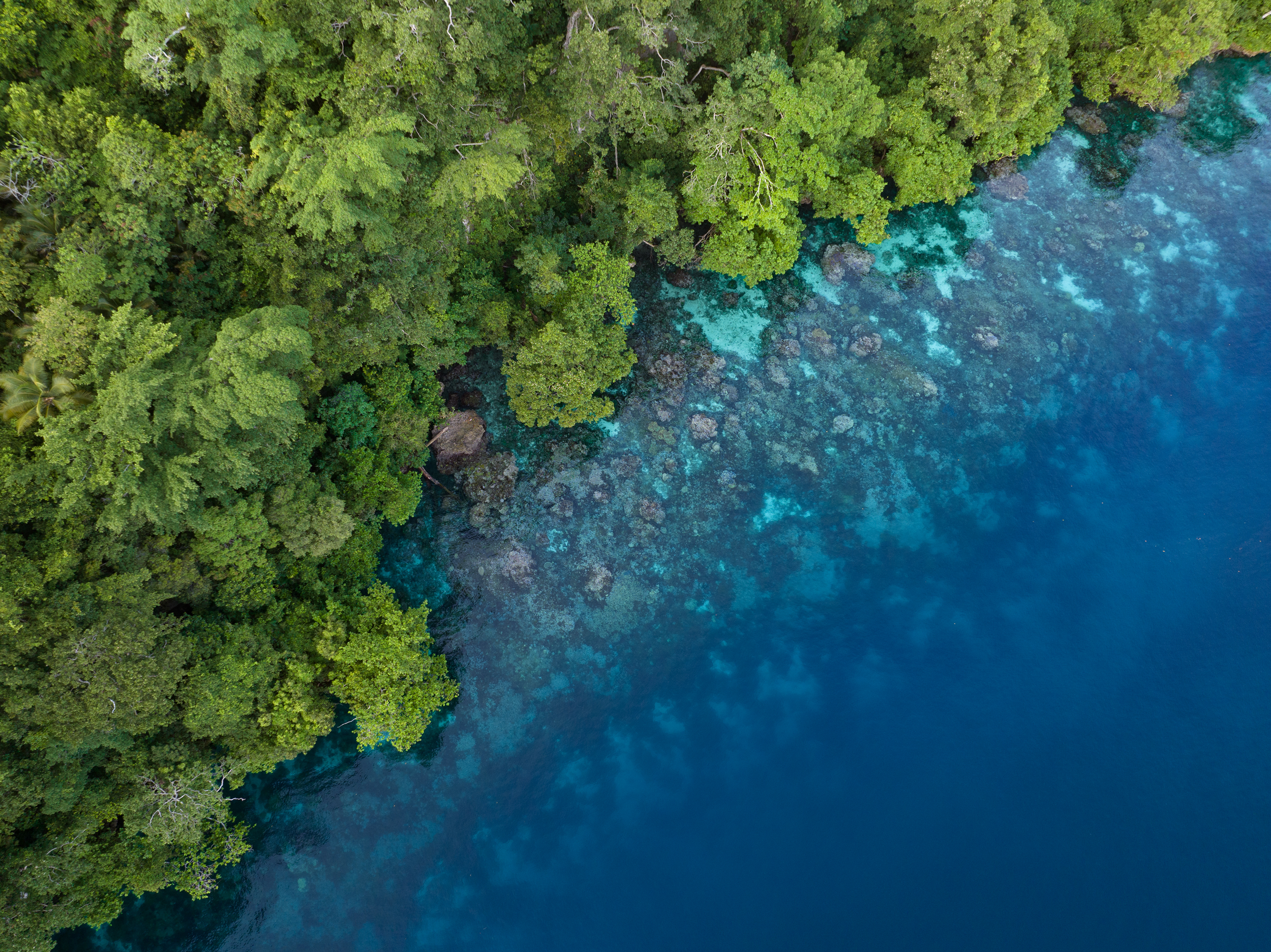 Biodiversity