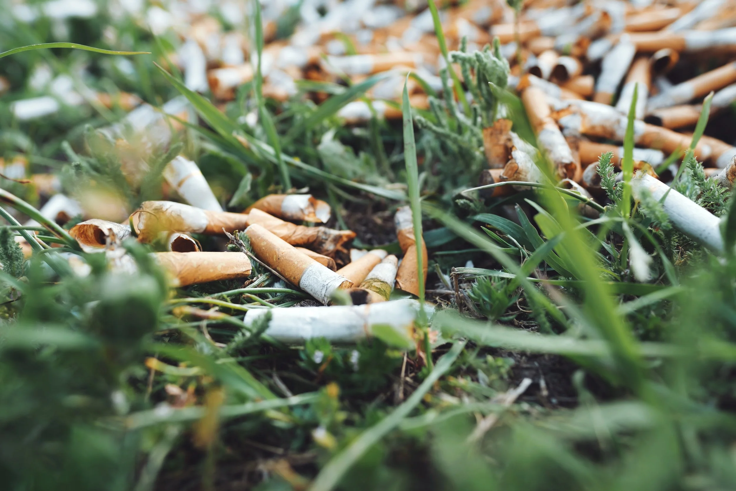 cigarette butts and filters littered throughout grass blades