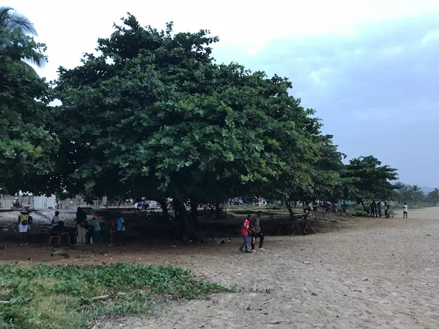  A beautiful tree at Lumley Beach 