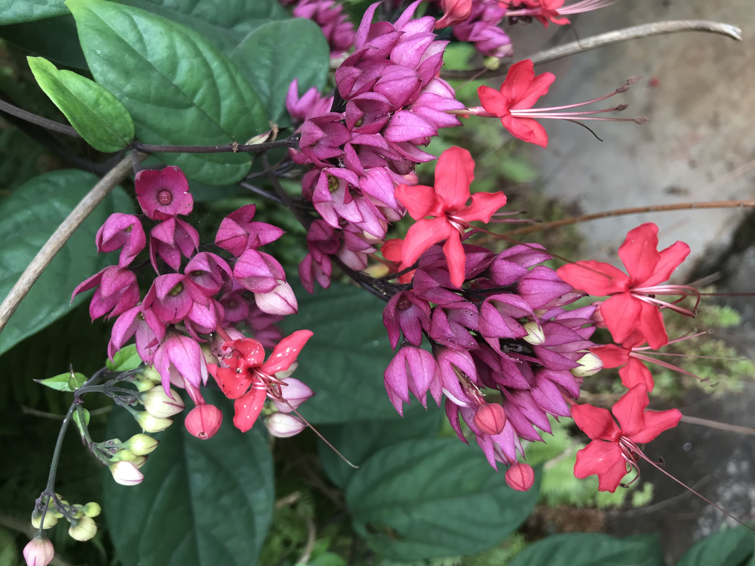  Rainforest flowers 