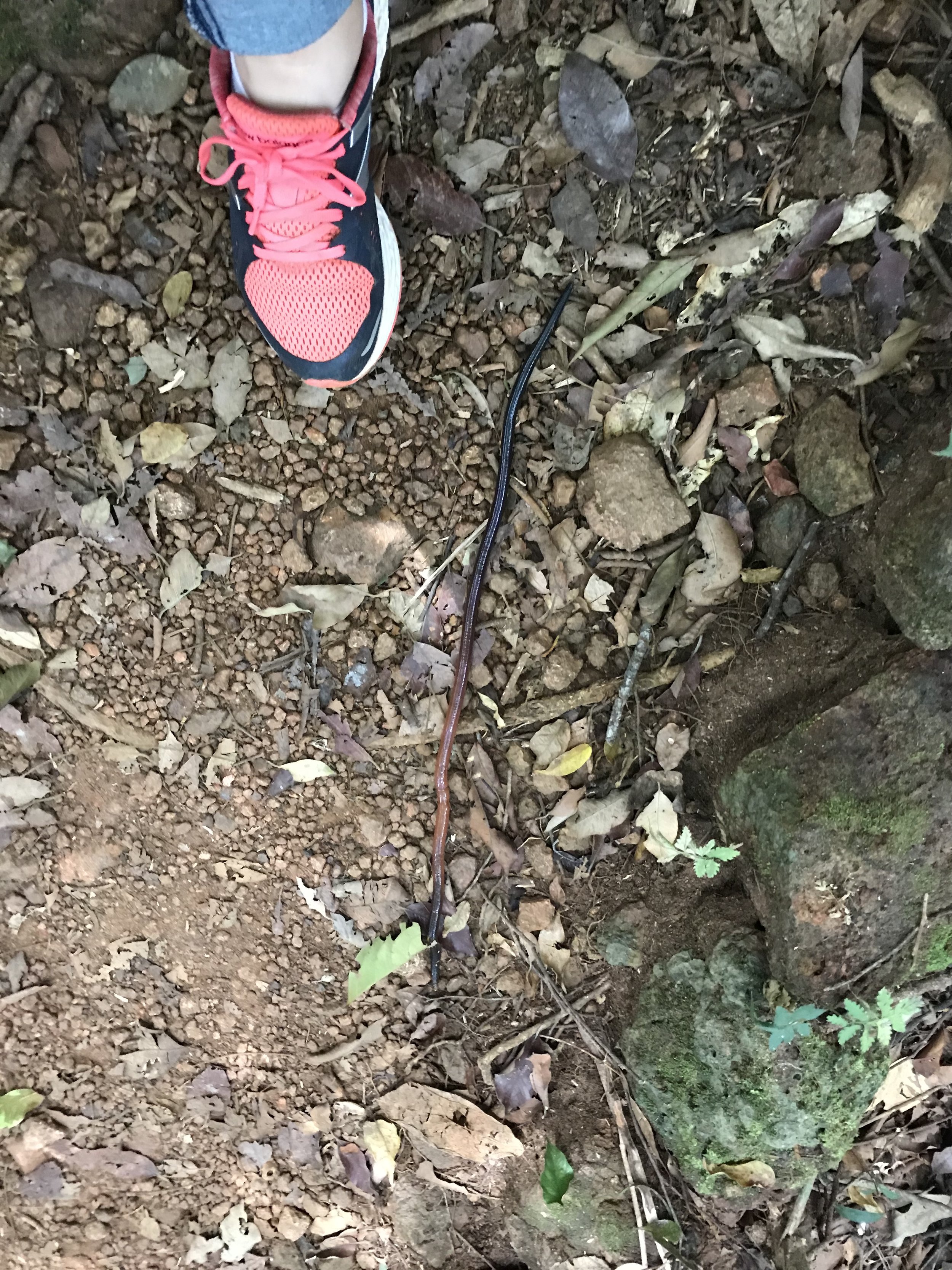 We encountered a worm on our way back at the rescue. &nbsp;Probably two feet long. 
