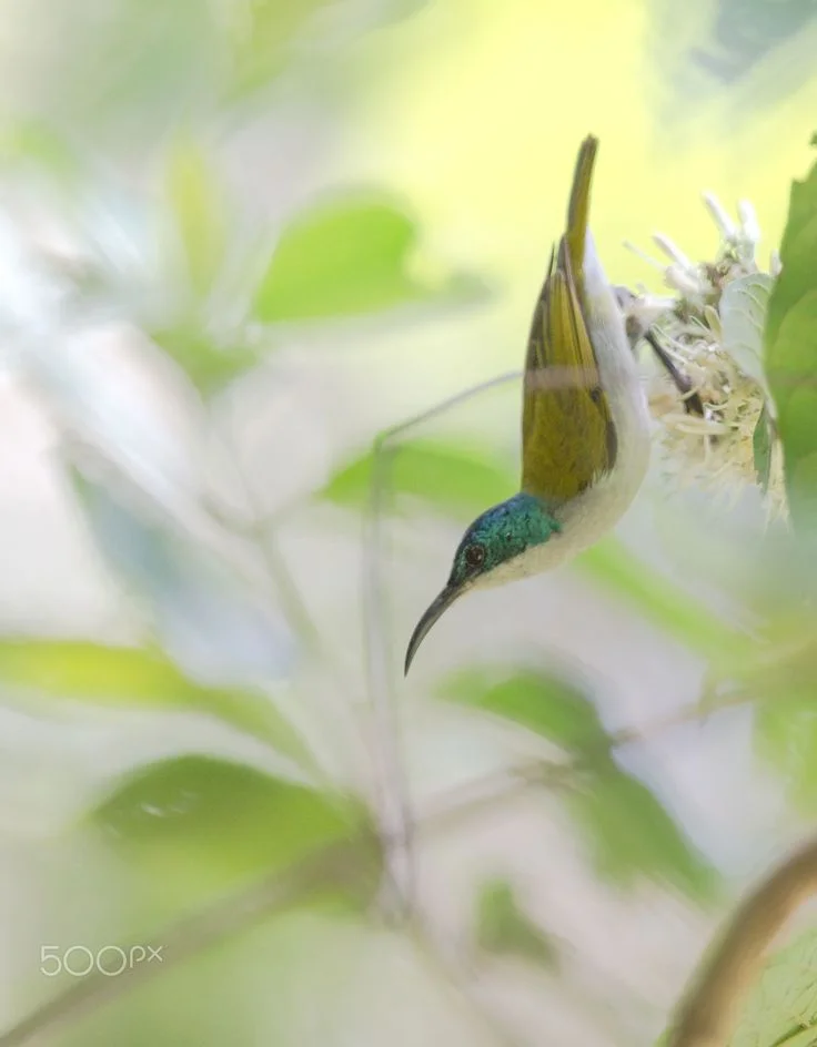 Photo from: https://i.pinimg.com/736x/68/44/c4/6844c45ccc8d20a0abc5e6bf7aa070c4--green-photos.jpg