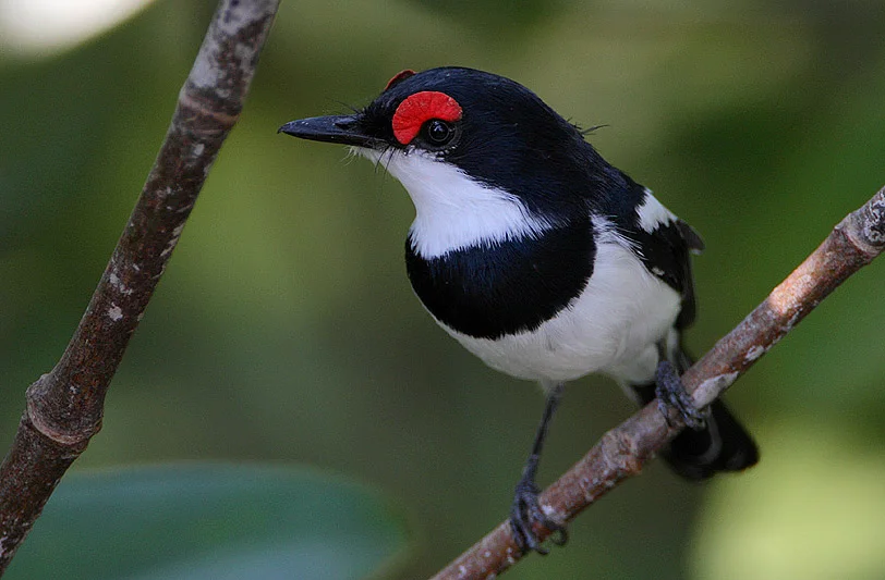 Common Wattle-Eye ( Source )