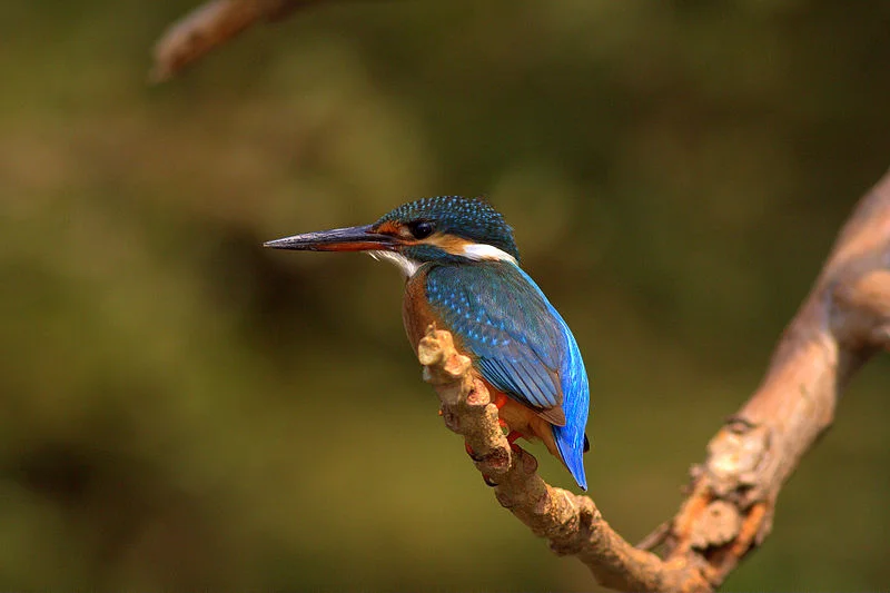 Common Kingfisher