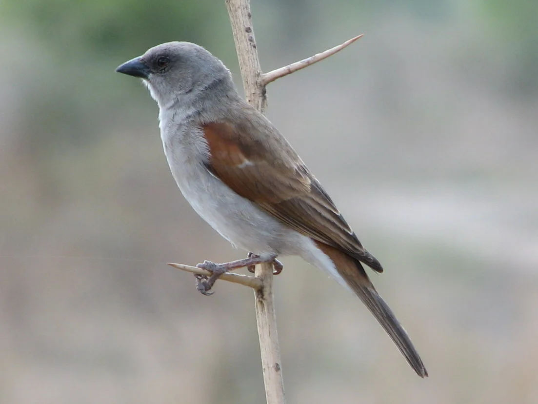 Northern Grey-Headed Sparrow ( Source )