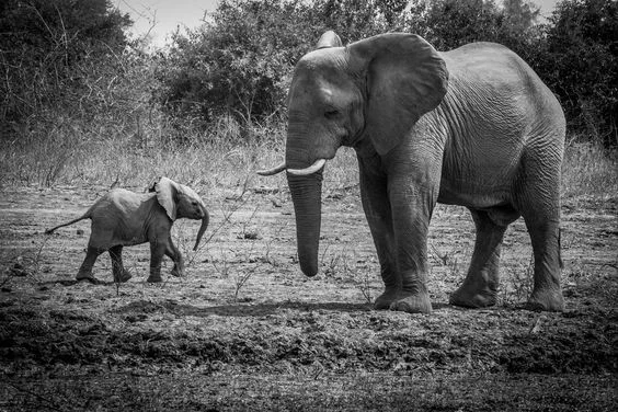 The  Dog, the Elephant, and God's Timing