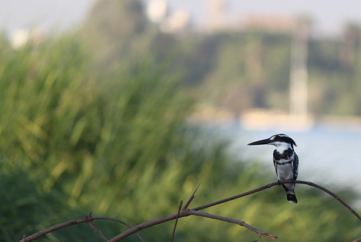 Sierra Leone Birding - Second Edition