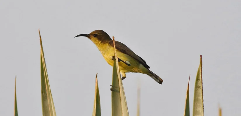 Sierra Leone Birding - Edition 1